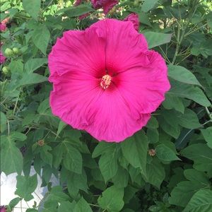 Meet your Posher, Karen